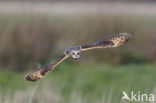 Short-eared Owl (Asio flammeus)