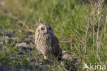 Velduil (Asio flammeus) 