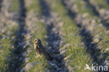 Short-eared Owl (Asio flammeus)