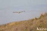 Short-eared Owl (Asio flammeus)