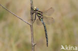 Venglazenmaker (Aeshna juncea)