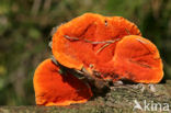 Cinnabar Bracket (Pycnoporus cinnabarinus)