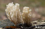 Crown-tipped coral fungus