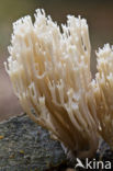 Crown-tipped coral fungus