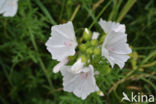 Vijfdelig kaasjeskruid (Malva alcea)