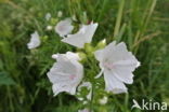 Vijfdelig kaasjeskruid (Malva alcea)