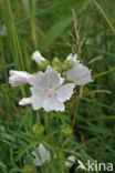 Vijfdelig kaasjeskruid (Malva alcea)