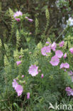 European Mallow (Malva alcea)