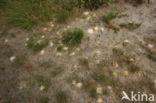 Viltige groefbij (Lasioglossum prasinum)