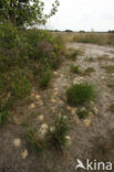 Viltige groefbij (Lasioglossum prasinum)