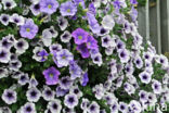 violetflower petunia (Petunia integrifolia)