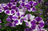 violetflower petunia (Petunia integrifolia)