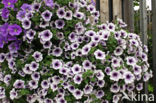 violetflower petunia (Petunia integrifolia)