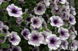 violetflower petunia (Petunia integrifolia)