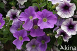 violetflower petunia (Petunia integrifolia)