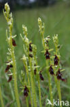Fly Orchid (Ophrys insectifera)