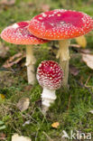 Vliegenzwam (Amanita muscaria)