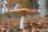 Fly agaric (Amanita muscaria)