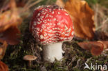 Fly agaric (Amanita muscaria)