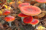 Fly agaric (Amanita muscaria)