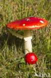 Vliegenzwam (Amanita muscaria)