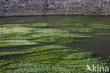 Vlottende waterranonkel (Ranunculus fluitans) 