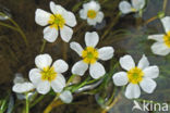 Vlottende waterranonkel (Ranunculus fluitans) 