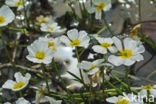 Vlottende waterranonkel (Ranunculus fluitans) 