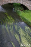 Vlottende waterranonkel (Ranunculus fluitans) 