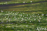 Vlottende waterranonkel (Ranunculus fluitans) 