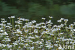 River Watercrowfoot (Ranunculus fluitans)