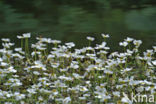 Vlottende waterranonkel (Ranunculus fluitans) 