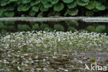 Vlottende waterranonkel (Ranunculus fluitans) 