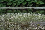 River Watercrowfoot (Ranunculus fluitans)