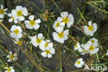 Vlottende waterranonkel (Ranunculus fluitans) 