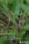 Flea Sedge (Carex pulicaris)