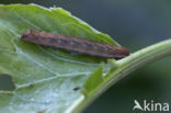 Vogelwiekje (Dypterygia scabriuscula)