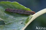 Vogelwiekje (Dypterygia scabriuscula)