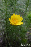 Voorjaarsadonis (Adonis vernalis)