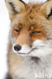 Fox (Vulpes vulpes)