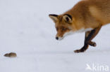 Fox (Vulpes vulpes)