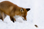 Fox (Vulpes vulpes)