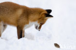 Fox (Vulpes vulpes)