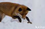 Fox (Vulpes vulpes)