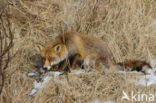 Fox (Vulpes vulpes)