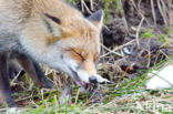 Fox (Vulpes vulpes)