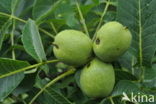 Walnoot (Juglans)