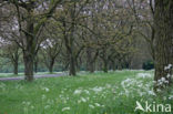 Walnut (Juglans)