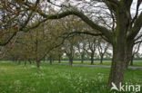 Walnut (Juglans)