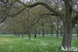Walnut (Juglans)